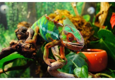 L'importanza della Terraristica