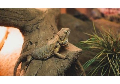 L'importanza di ricreare l'habitat adatto nel terrario